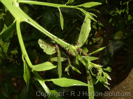 Aphids and ants 